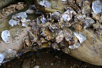 shells on tree trunk