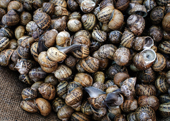 Snails on market. A lot of fresh live snails on display at market