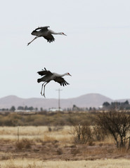 A Sandhill Crane Pair Glides In, Rejoining its Winter Surivival Group