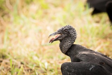 black bird Black Vulture, (Coragyps atratus)