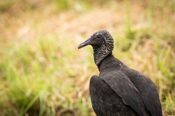 black bird Black Vulture, (Coragyps atratus)