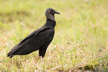 black bird Black Vulture, (Coragyps atratus)