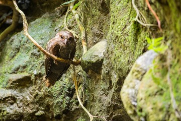 Oilbird (Steatornis caripensis)