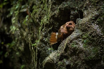 Oilbird (Steatornis caripensis)