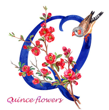 The letter "Q" flowering quince and bird Watercolor painting on white background.