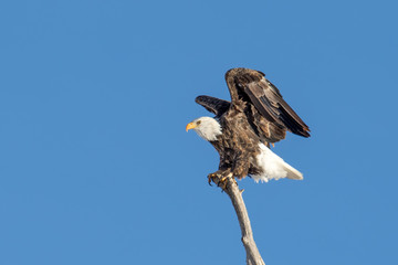 Bald eagle landing on a tree branch with clear skies