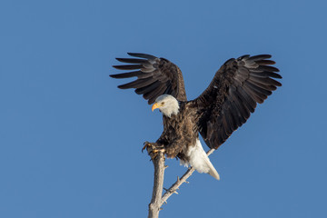 Bald eagle landing on a tree branch with clear skies
