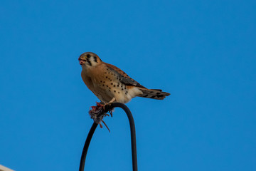 American Kestrel eats a mouse on a post
