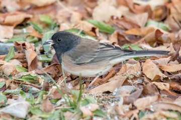 Wild bird looks for food in the leaves