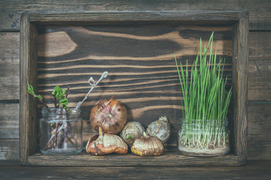 Gardening and planting concept. Seedlings, garden tools, tubers (bulbs) gladiolus and hyacinth, branch of trees with buds in wooden box. Toned and processing photo.