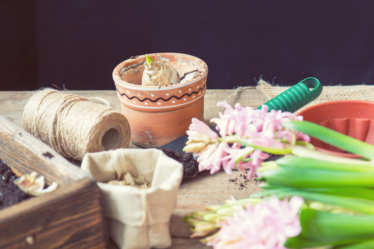 Gardening and planting concept. Woman hands planting hyacinth in ceramic pot. Seedlings garden tools, tubers (bulbs) gladiolus and hyacinth, flowers pink hyacinth. Toned and processing photo.