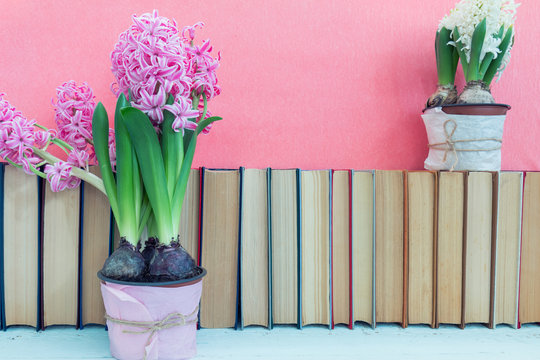 Pink hyacinths and whit hyacinths   in pot infront of pile of books at pink background. Beautiful spring pink background. Copy space.