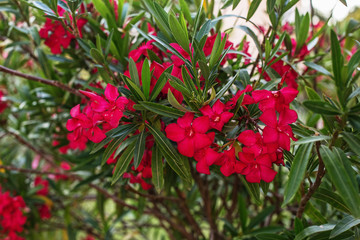 Red Rhododendron blooming (Rhododendron scabrum)
