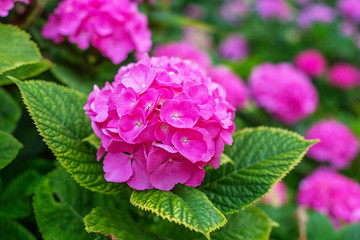 Fototapeta premium Hydrangea is pink, blue, lilac, violet, purple, white flowers are blooming in spring and summer in garden.