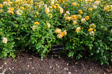 Beautiful bush of yellow roses in a spring garden. Rose garden. Some orange yellow roses