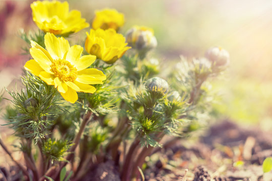 Yellow blooming spring flowers. Sunny day. It rains in sunny day. Low angle. Sunshine. Sunrise. Shallow depth of field. Copy space.