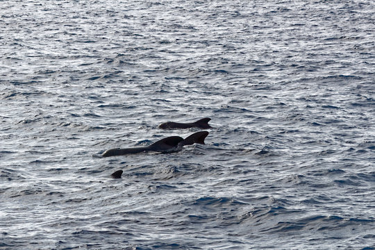 Short-finned pilot whale and baby  off coast of Tenerife