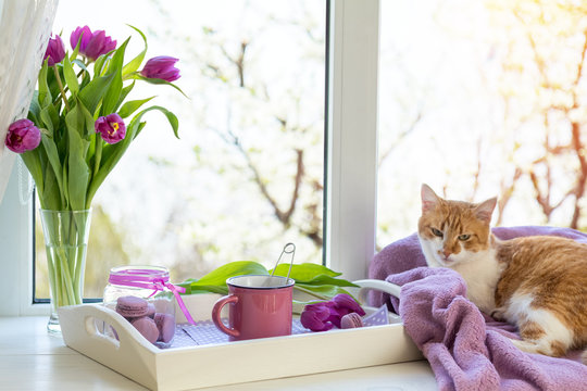 Cozy home concept. Purple fresh tulips in glass vase. Macaroons in glass jar. Cup of hot tea. White tray. Lilac blanket on the windowsill. Red white cat kitty on violet plaid. Sunshine.