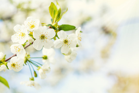 Spring background art with white cherry blossom. Beautiful nature scene with blooming tree and sun flare. Sunny day. Beautiful orchard. Abstract blurred background. Shallow depth of field.