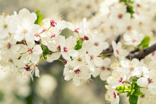 Spring background art with white cherry blossom. Beautiful nature scene with blooming tree and sun flare. Sunny day. Spring flowers. Abstract blurred background. Shallow depth of field.