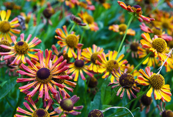 Colorful daisies closeup in summer