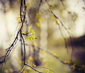 Àppearing leaves on birch branches in the spring.