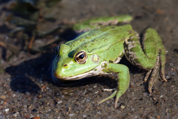 Fototapeta premium Green marsh frog river coast background, camouflage dots amphibian Pelophylax ridibundus. Up view, selective focus, river plants background