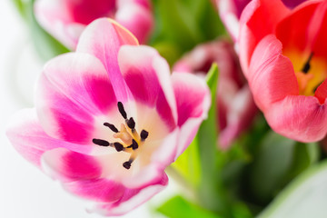 Obraz na płótnie Canvas Tulip. Spring flowers purple green red yellow tulips
