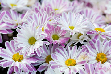 Violet chrysanthemums floral background. Colorful white pink yellow mums flowers close-up photo. Selective focus