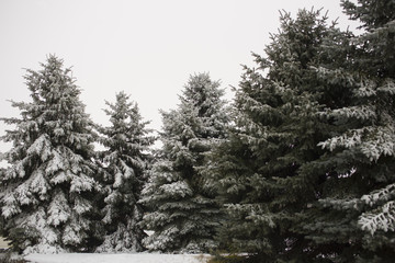 Winter forest. Ate in the snow.