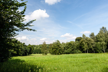 Wiese mit Bäumen im Sommer