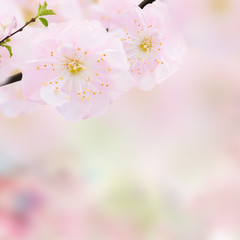 Blossoming pink tree Flowers