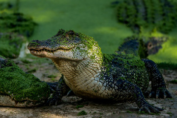 Alligator green 