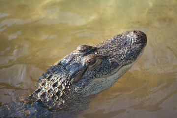 alligator head