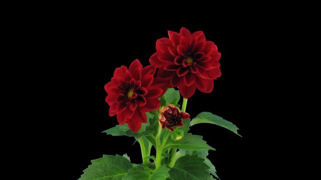 Time-lapse of opening red dahlia flower stereoscopic 3D (left-eye, Digital Cinema Imaging 2K) in PNG+ format with ALPHA transparency channel, isolated on black.
