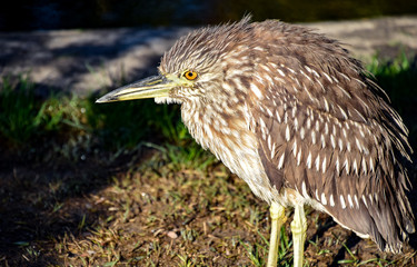 Night Heron at Balboa Park
