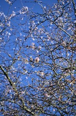 Obraz premium Nature, flowers, environment parks and gardens concept-close up of first spring buds and cherry tree flowers on a background of blue sky.