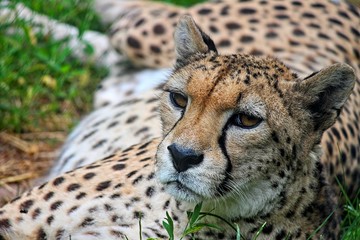 Gepard liegt und beobachtet