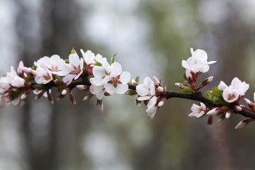 Fototapeta premium Spring tree branch white flowers macro view. soft focus Nanking cherry, Prunus tomentosa. deciduous shrub macro view photo