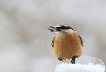 Winter. Snowfall. Nuthatch with sunflower seed in the beak....