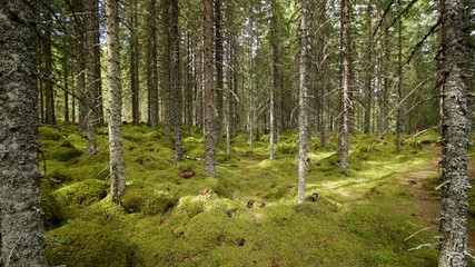 Fototapeta na wymiar Moss Covered Forest