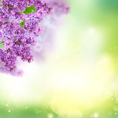 Obraz na płótnie Canvas Bush of Lilac