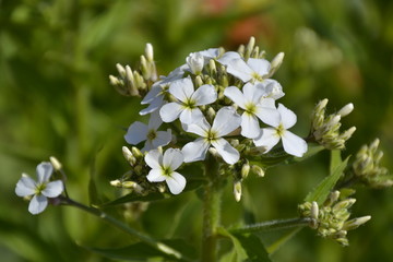 Weiße Blume mit 4 Blütenblättern