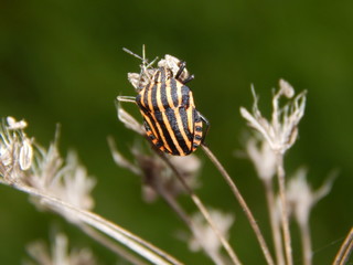 graphosoma lineatum