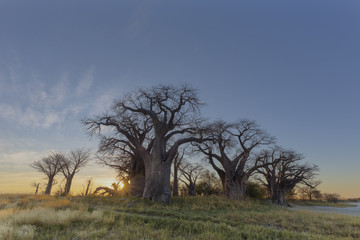Sunrise at Baines Baobab's