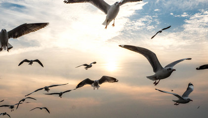 Bangpu, Thailand. January 15 - 2018: Seagulls Flying and the sunset sky background,Bangpu Recreation Center, Thailand
