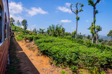 Fototapeta na wymiar By train over tea plantation, Sri Lanka