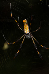 orb weaver back 