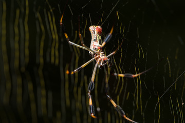 orb weaver 
