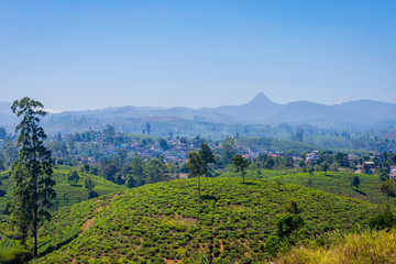 Fototapeta premium Tea plantations and Adams peak, Sri Lanka